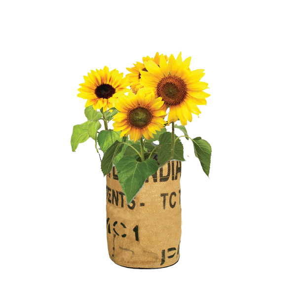 Let it Grow Sonnenblumen