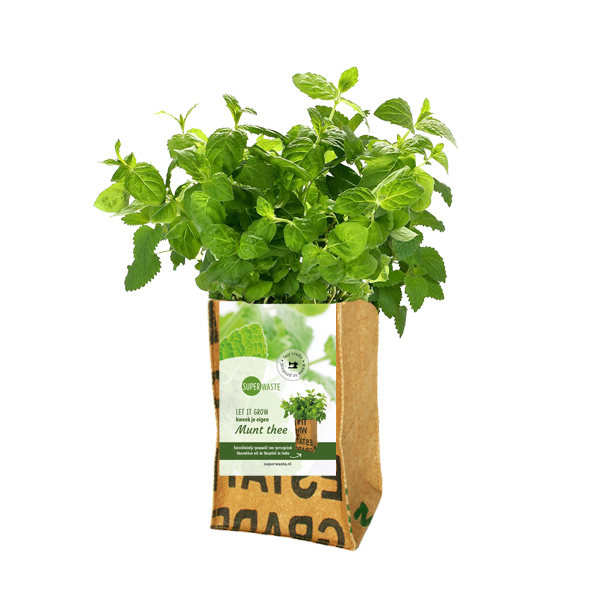 Let it Grow Minze