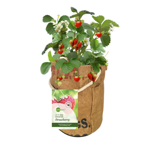 Kweektuin aardbeienplant Superwaste